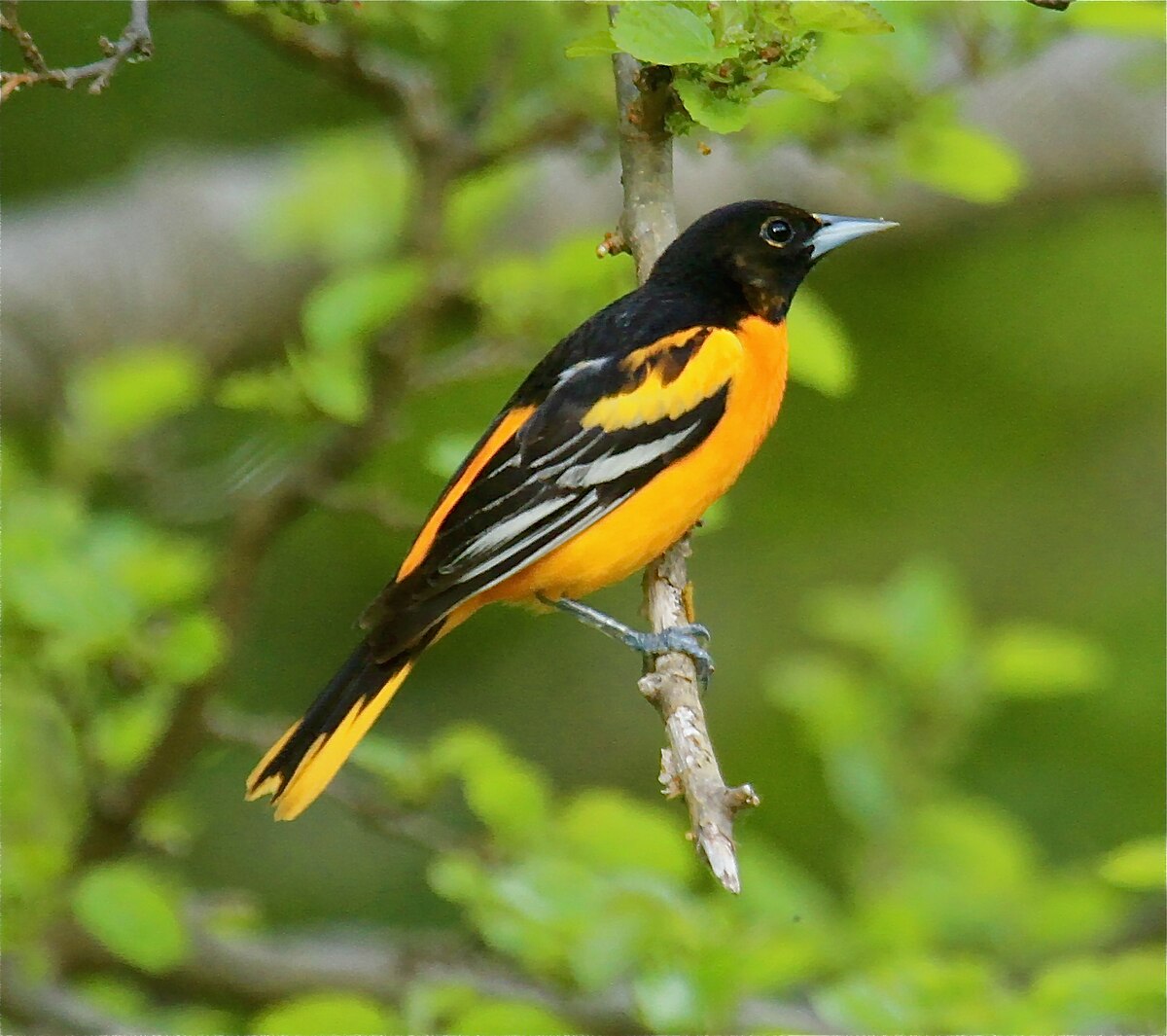Baltimore Oriole reference