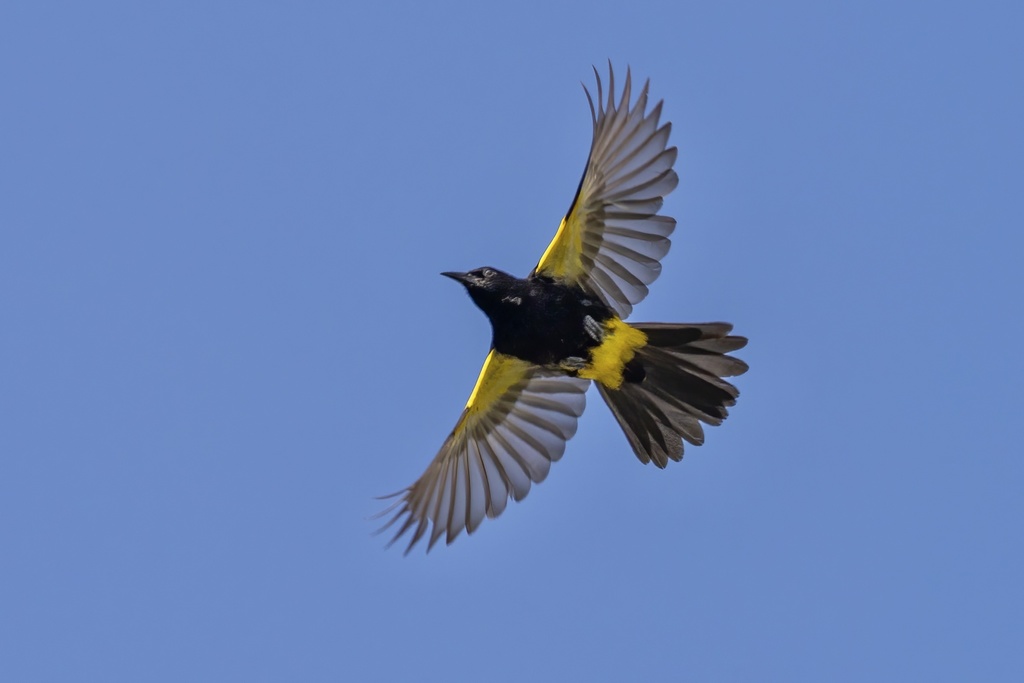 Puerto Rican Oriole reference