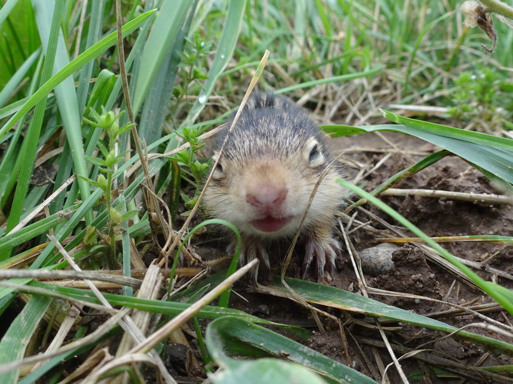 Thirteen-lined Ground Squirrel reference
