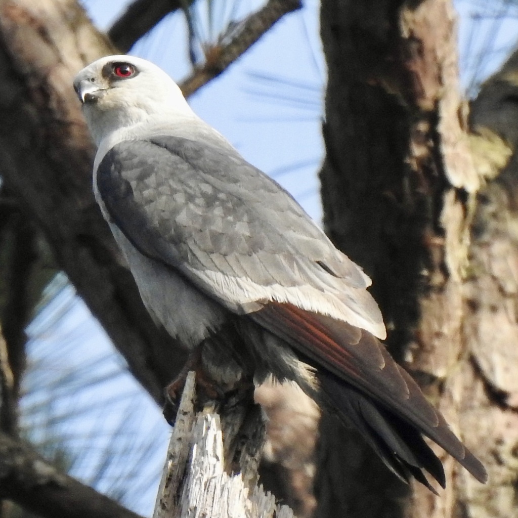 Mississippi Kite reference