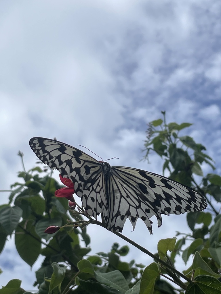 Rice Paper Butterfly reference