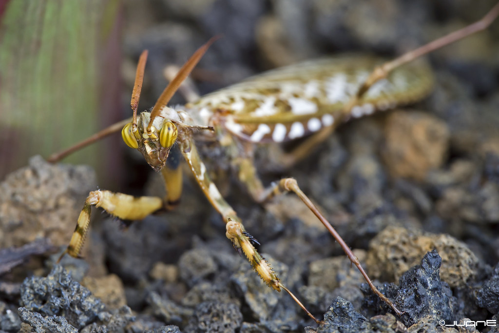 Devil's Flower Mantis reference