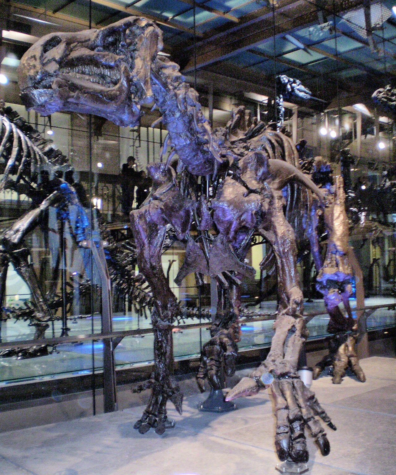 Iguanodon bernissartensis reference