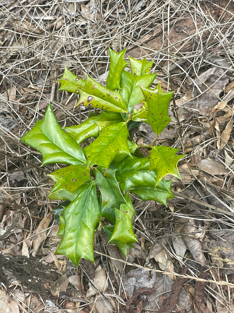Chinese holly reference