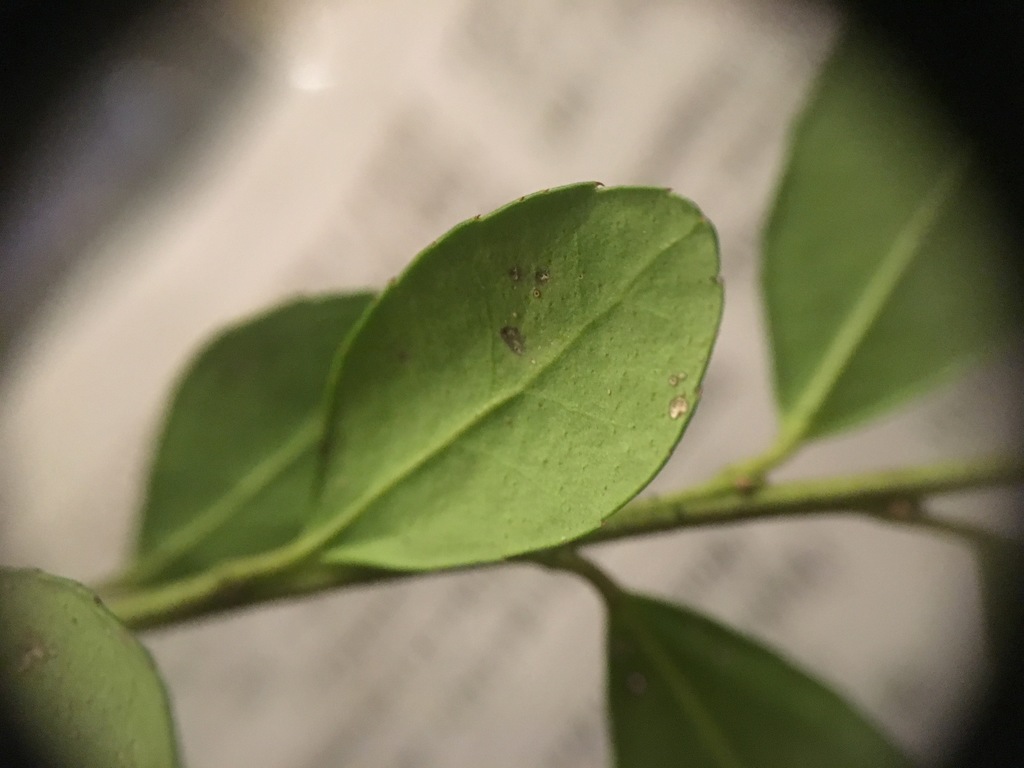 Japanese holly reference