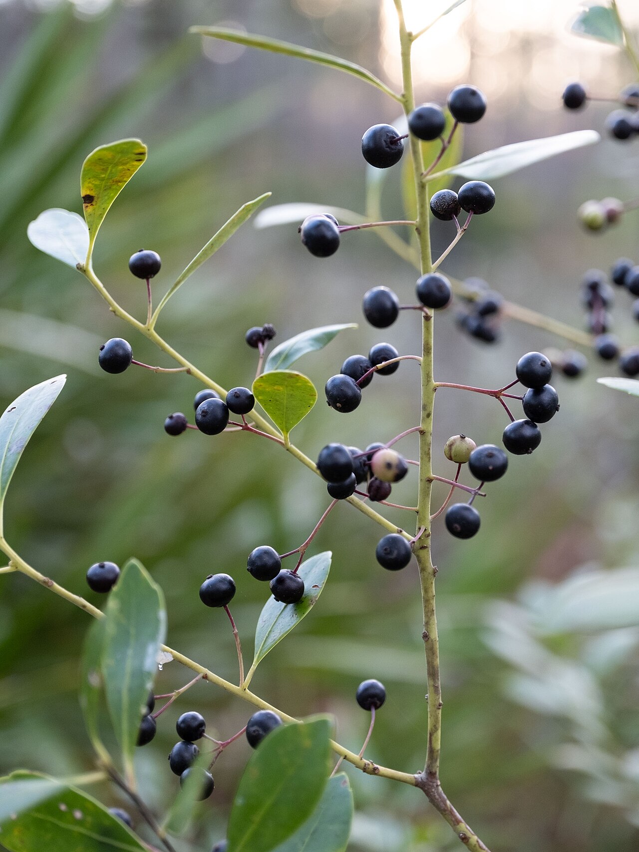 Ilex glabra reference