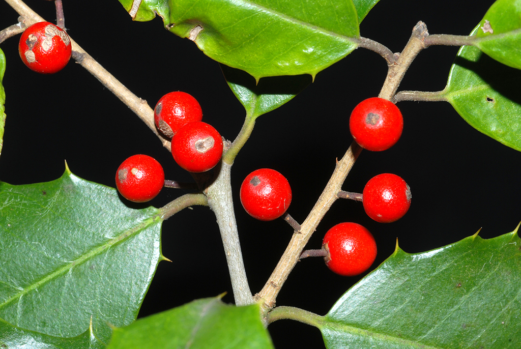 American Holly reference
