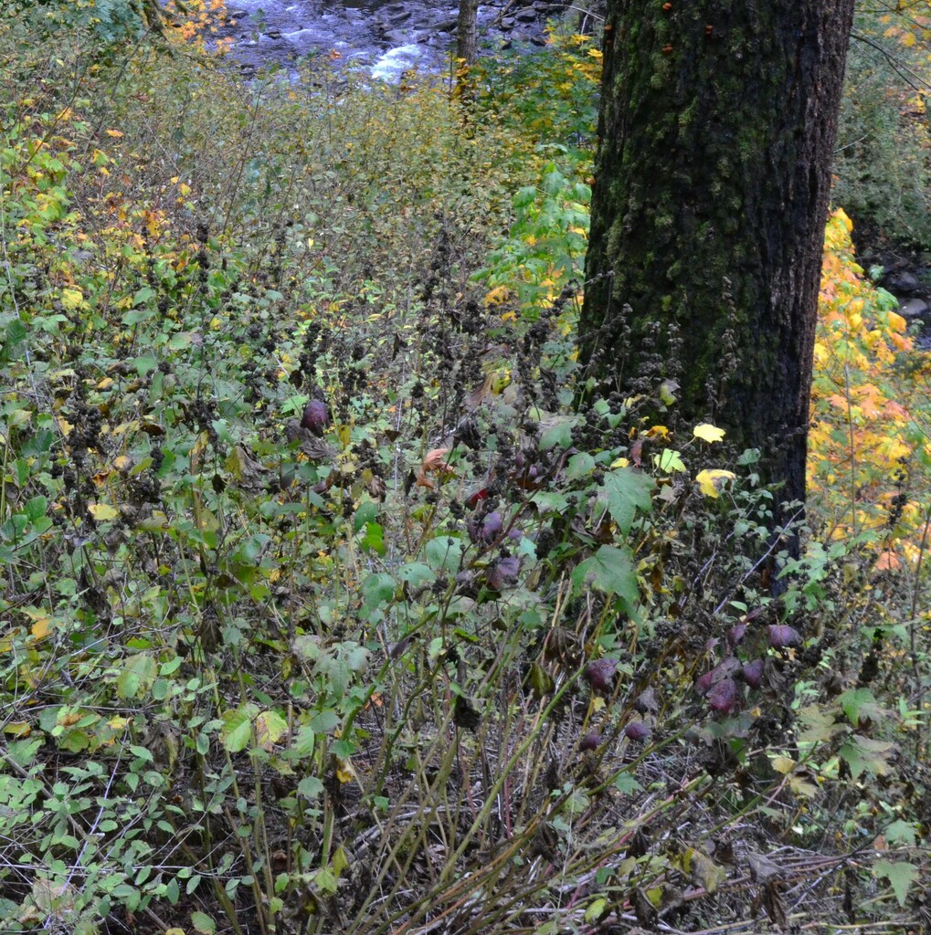 Streambank Wild Hollyhock reference