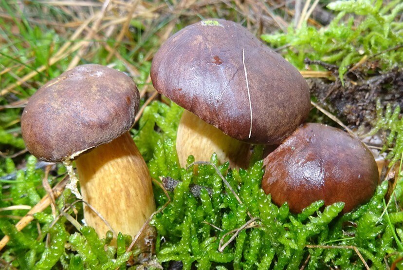 Bay Bolete reference