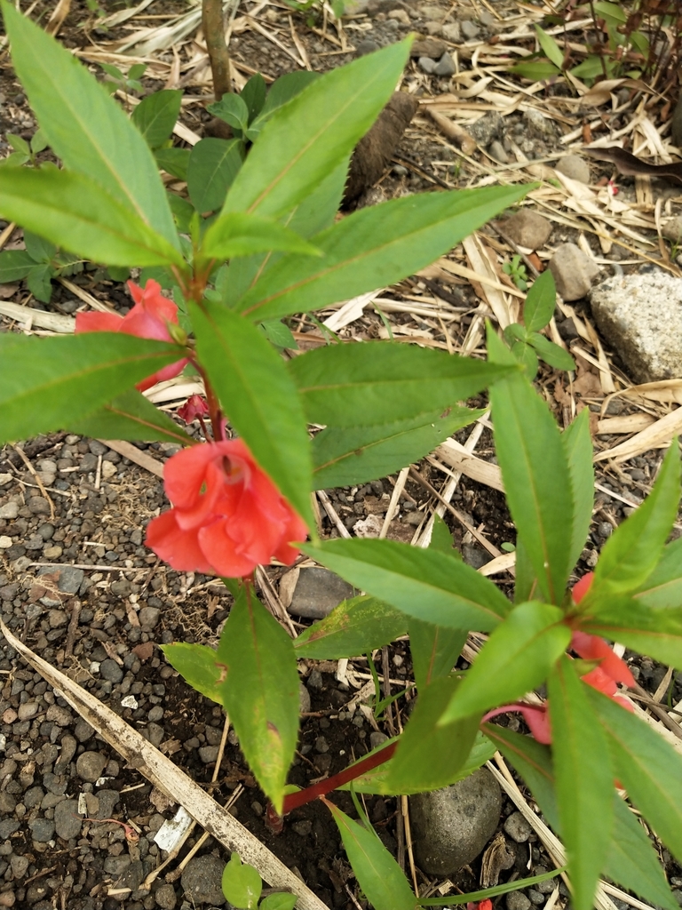 Garden Balsam reference