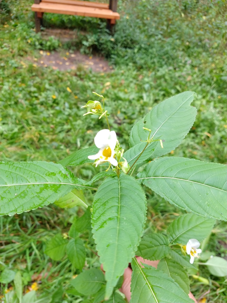 Yellow Kashmir Balsam reference