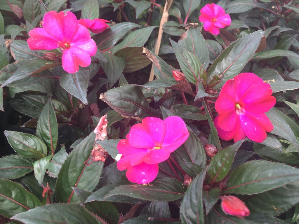 New Guinea Impatiens reference