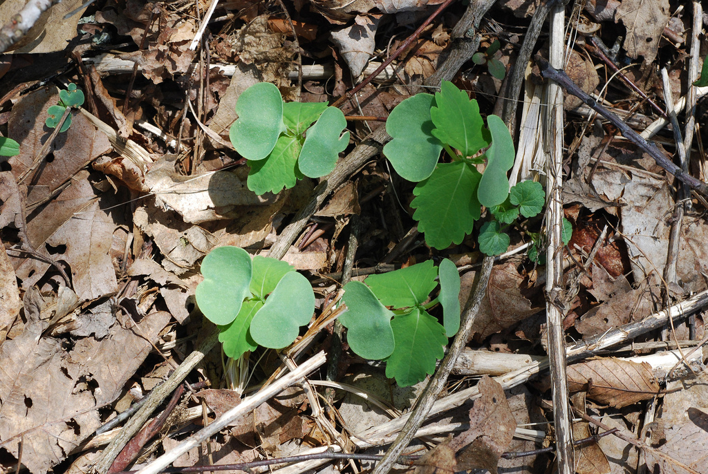 Pale Jewelweed reference