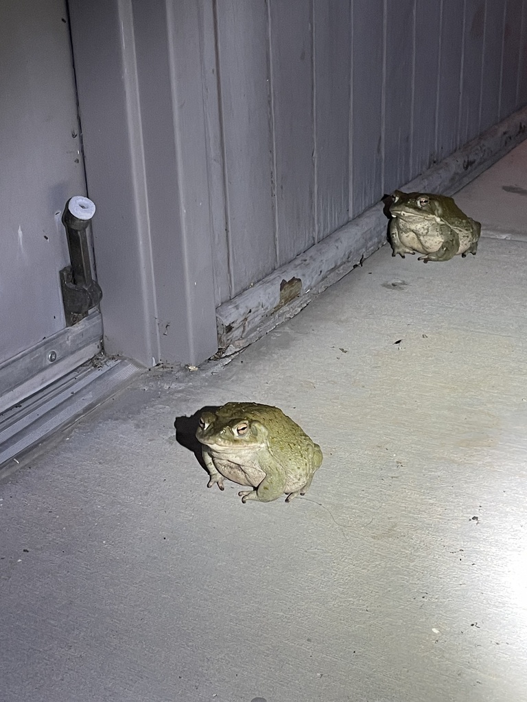 Sonoran Desert Toad reference