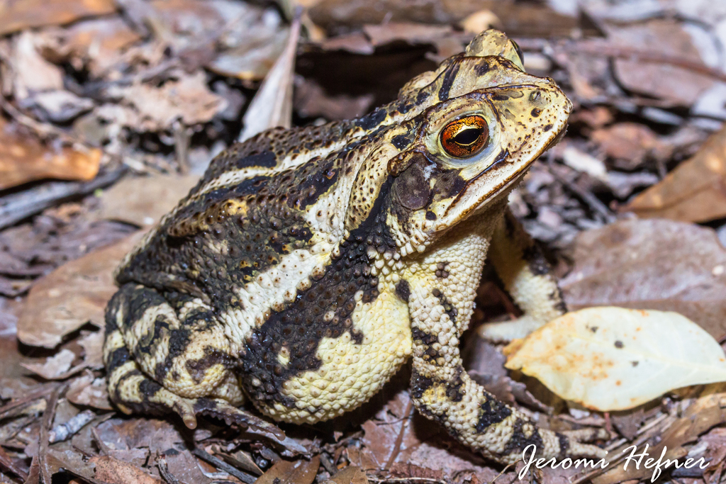 Gulf Coast Toad reference