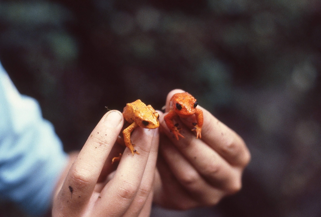 Golden Toad reference