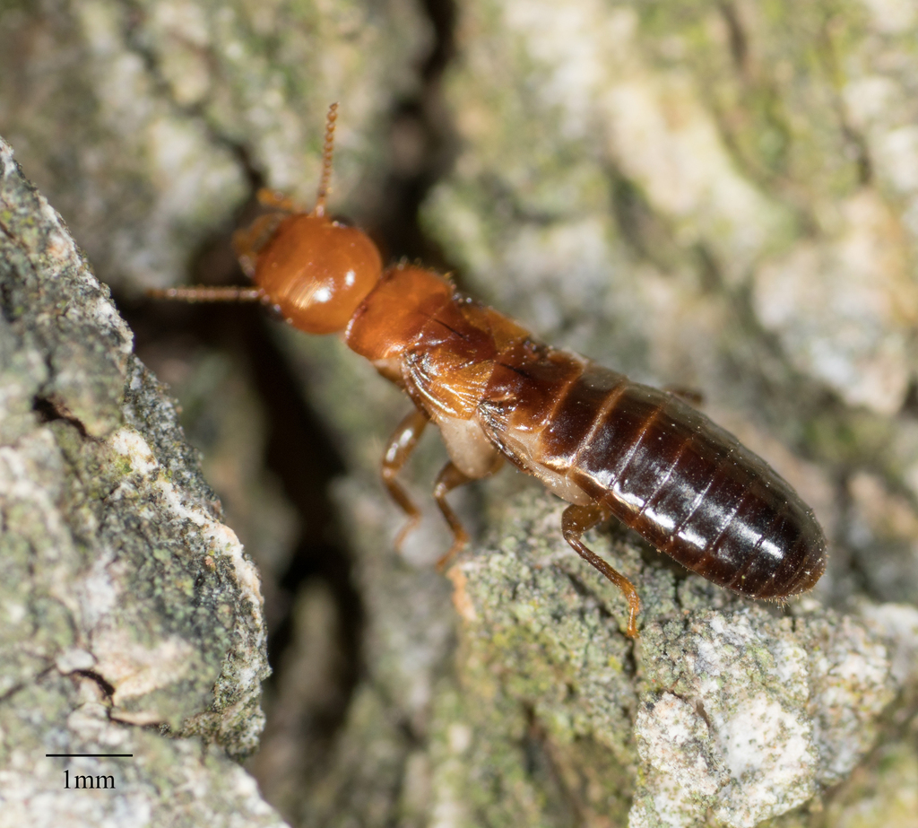 Western Drywood Termite reference