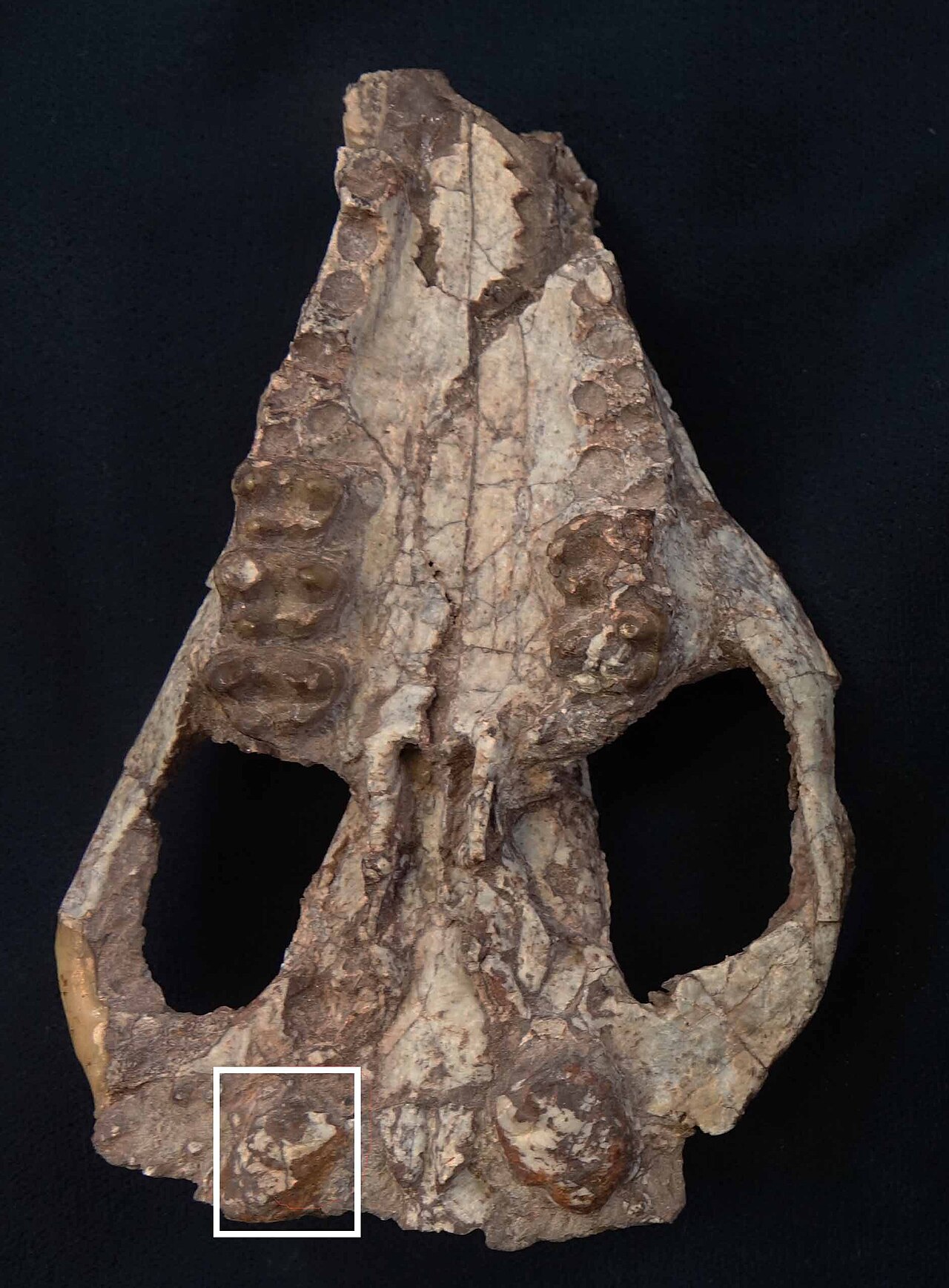 Indohyus indirae reference