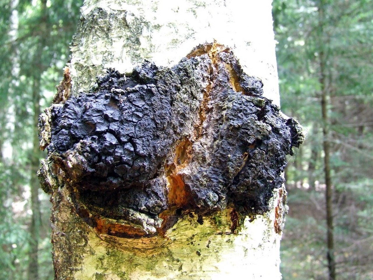 Chaga Mushroom reference