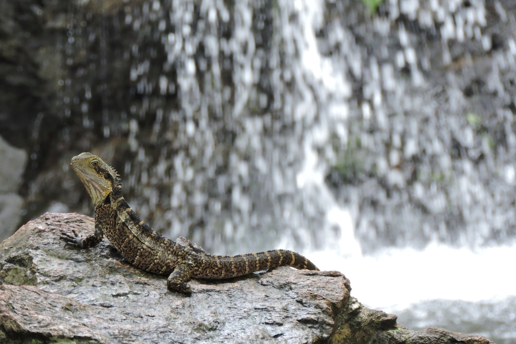 Australian Water Dragon reference