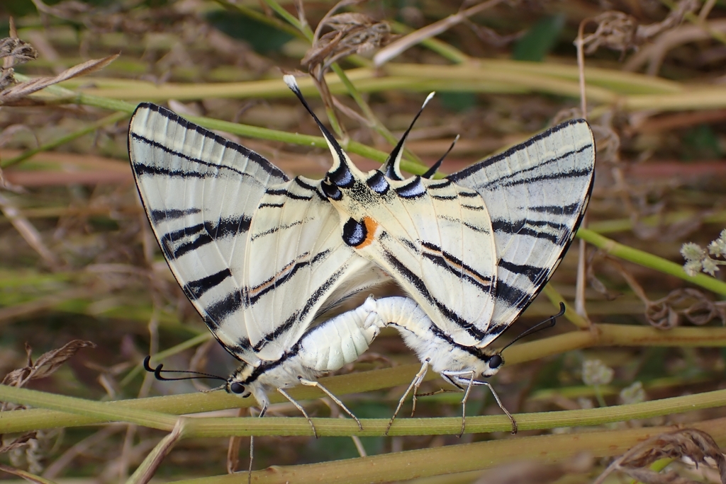 Scarce Swallowtail reference