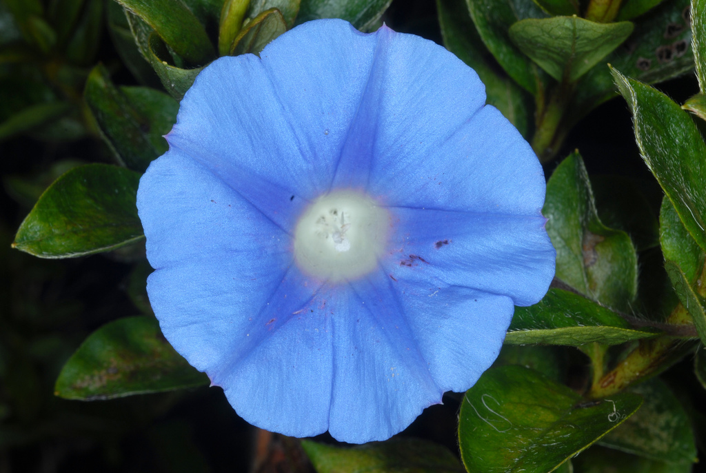 ivy-leaved morning-glory reference