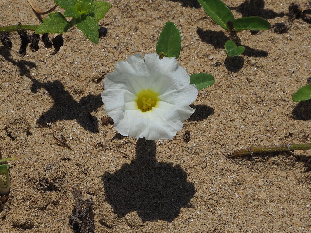 beach morning-glory reference