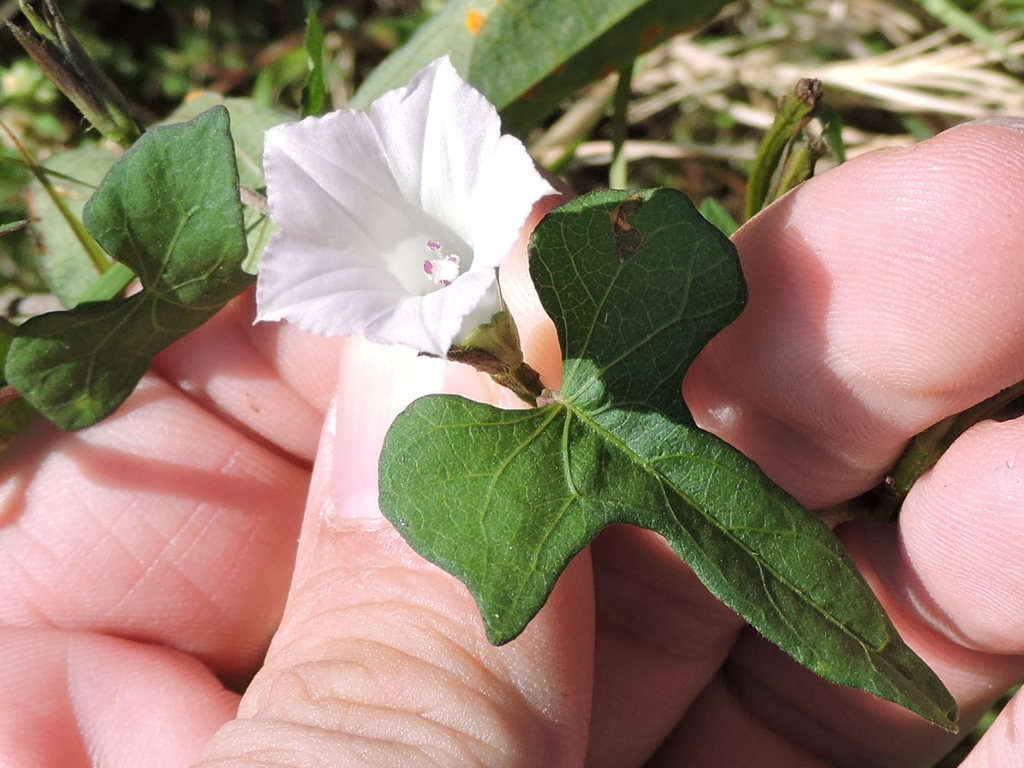 White Morning-glory reference