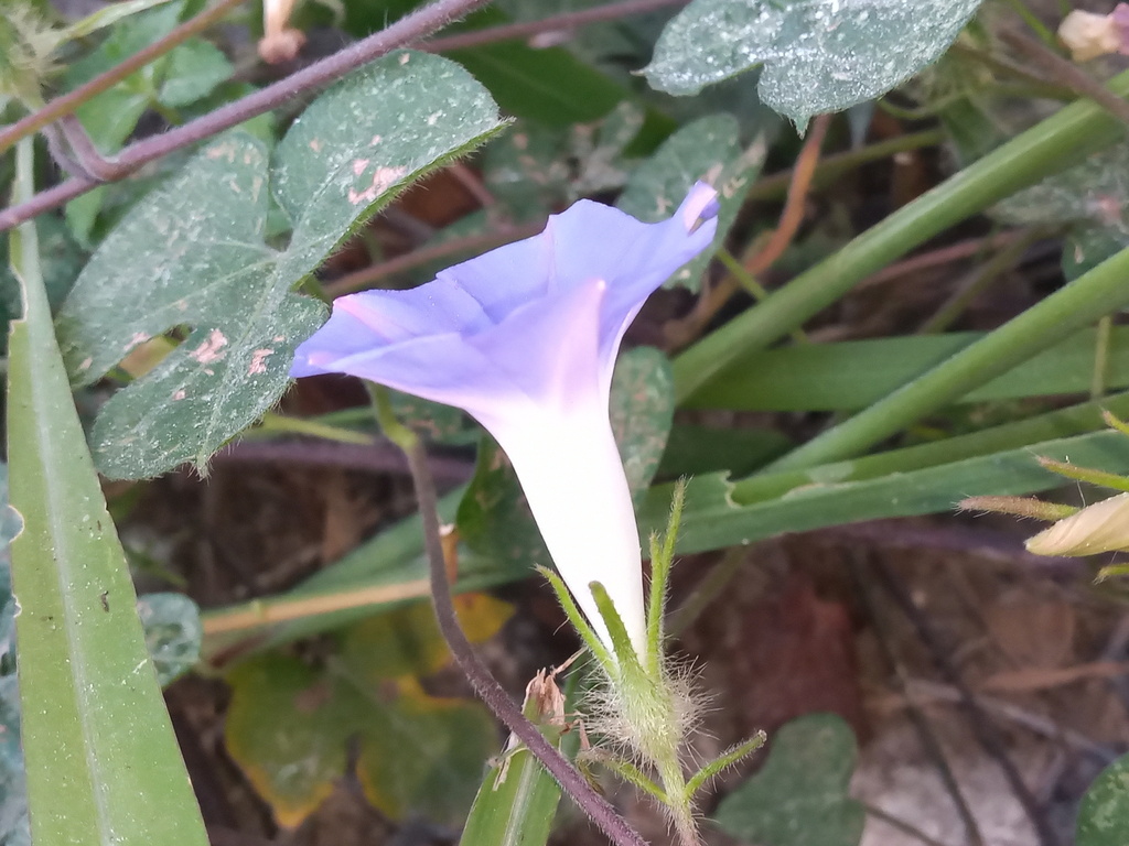 Japanese morning glory reference