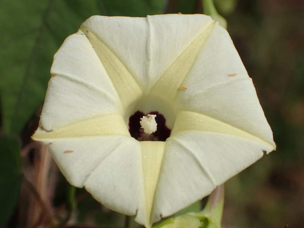 Obscure Morning Glory reference