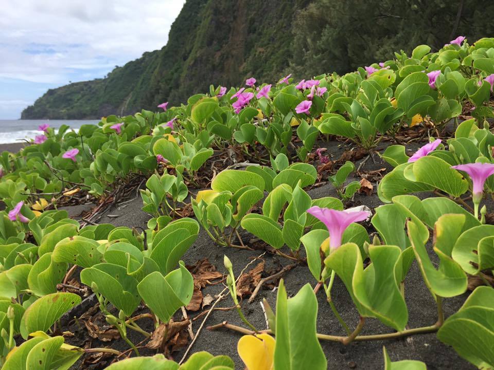 Beach Morning Glory reference