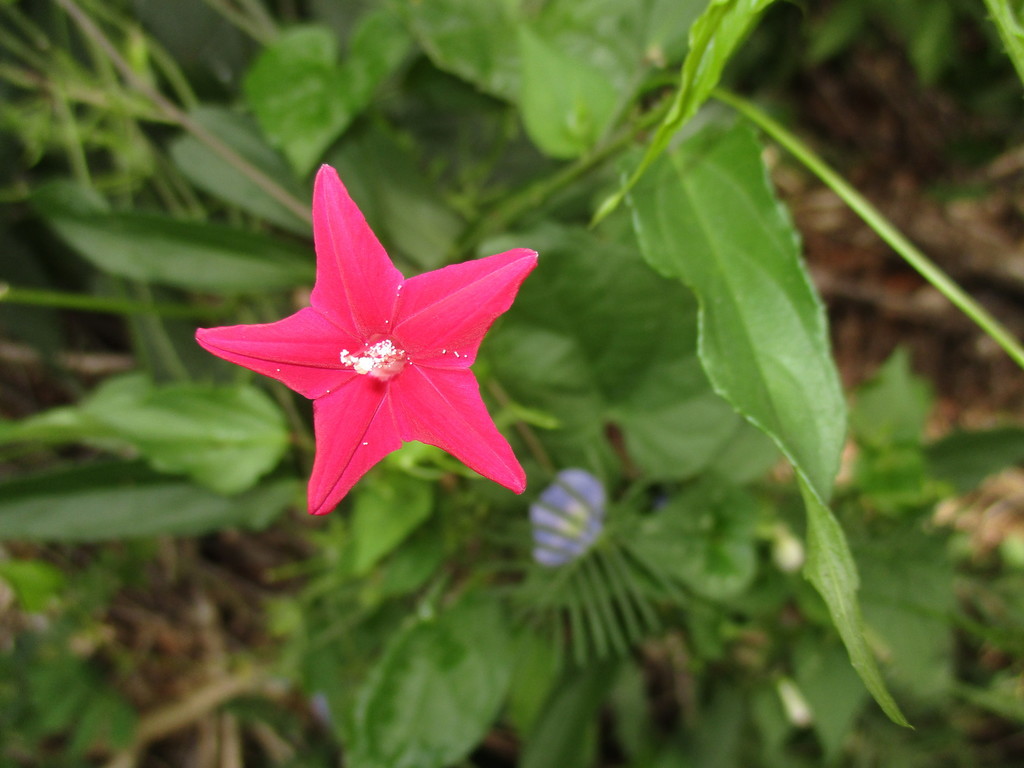 Cypress Vine reference