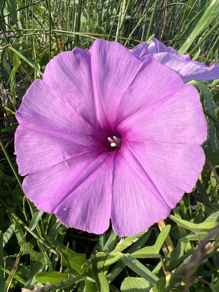 Saltmarsh Morning-glory reference
