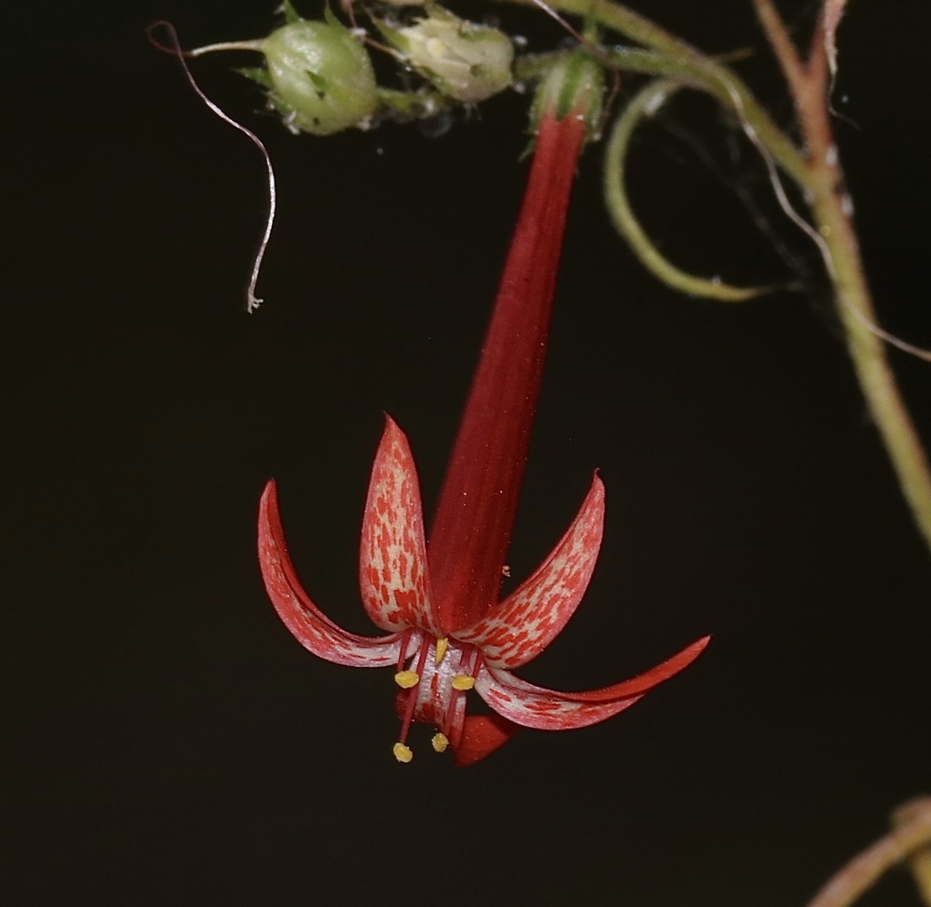Scarlet Gilia reference