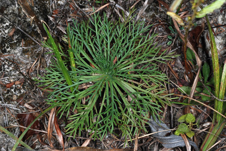 Standing Cypress reference