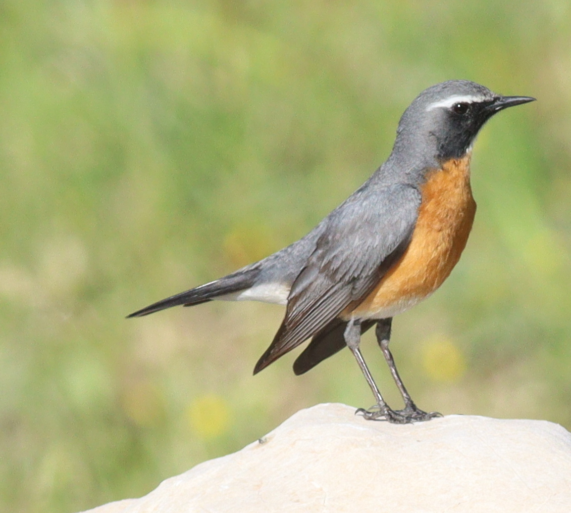 White-throated Robin reference
