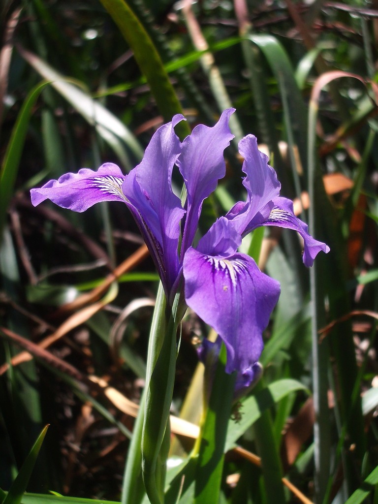 Douglas Iris reference