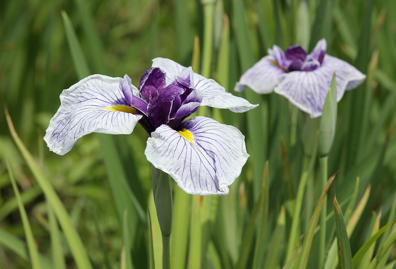Japanese Iris reference