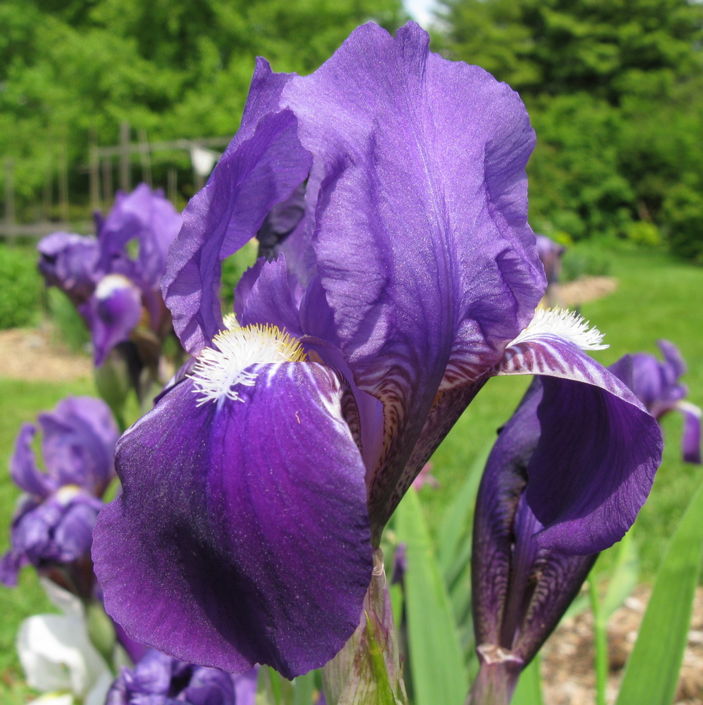 Bearded Iris reference