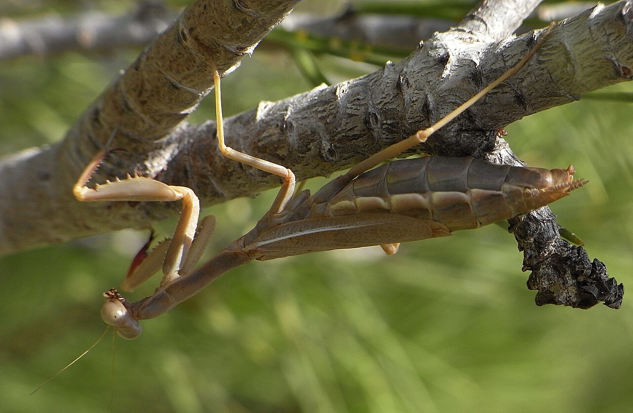 Mediterranean Mantis reference