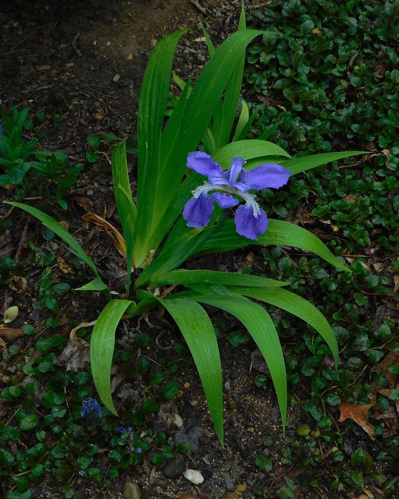 Wall Iris reference