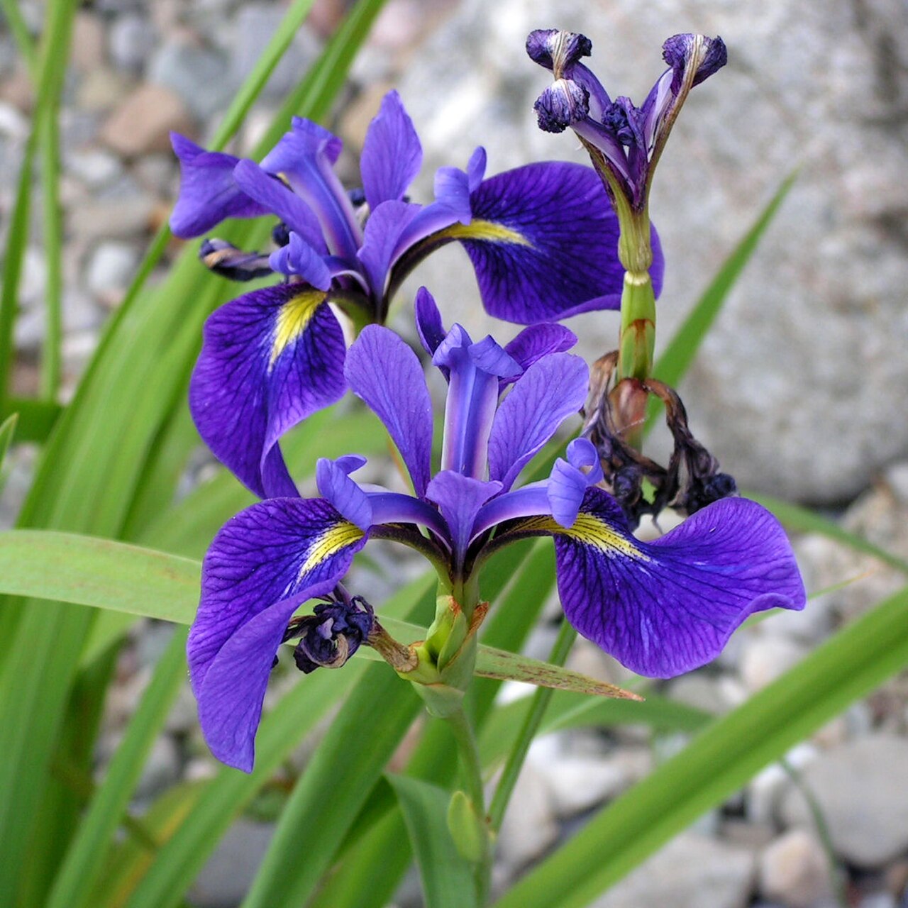 Northern Blue Flag reference