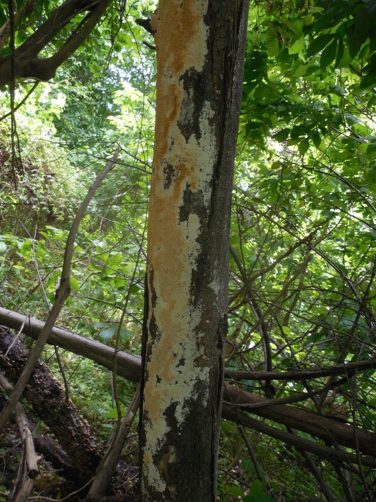 Milk-white Toothed Polypore reference