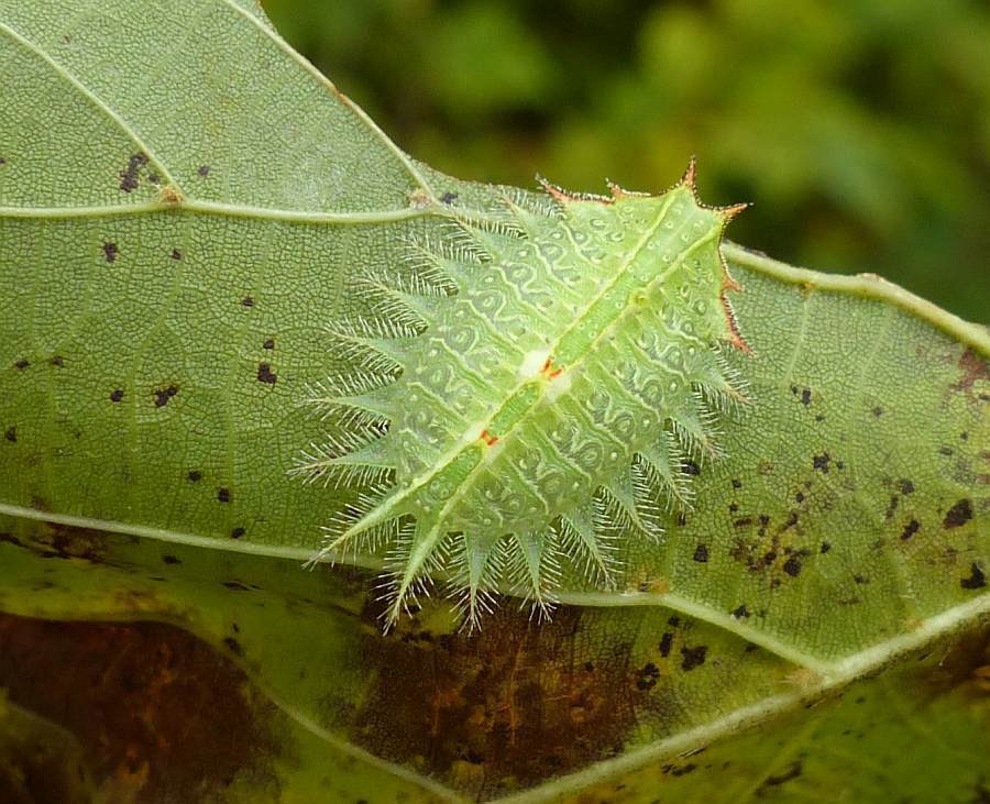 Crowned Slug Moth reference