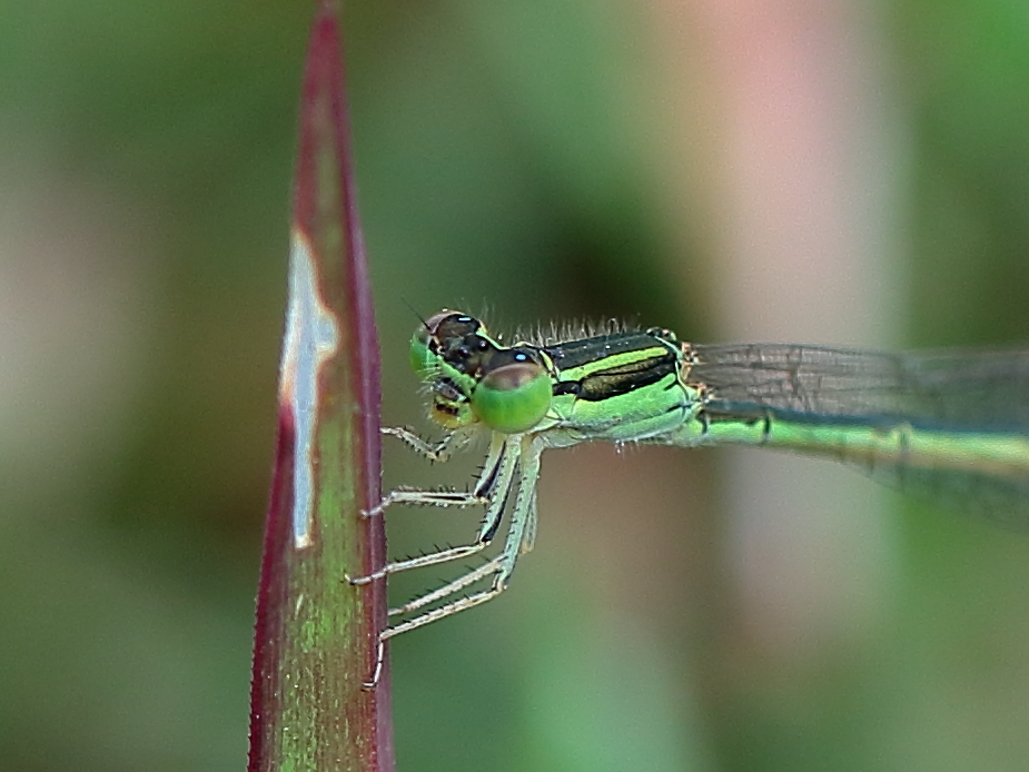 Aurora Bluetail reference