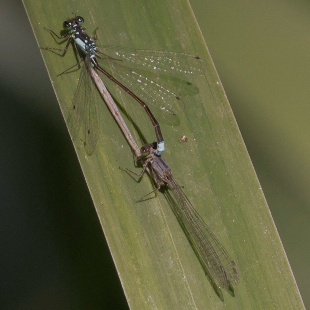 Pacific Forktail reference