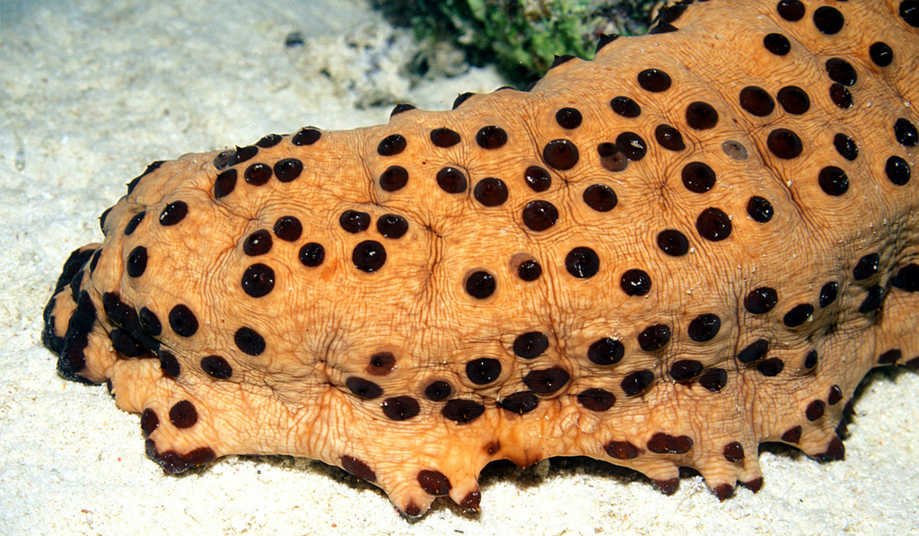 Chocolate Chip Sea Cucumber reference