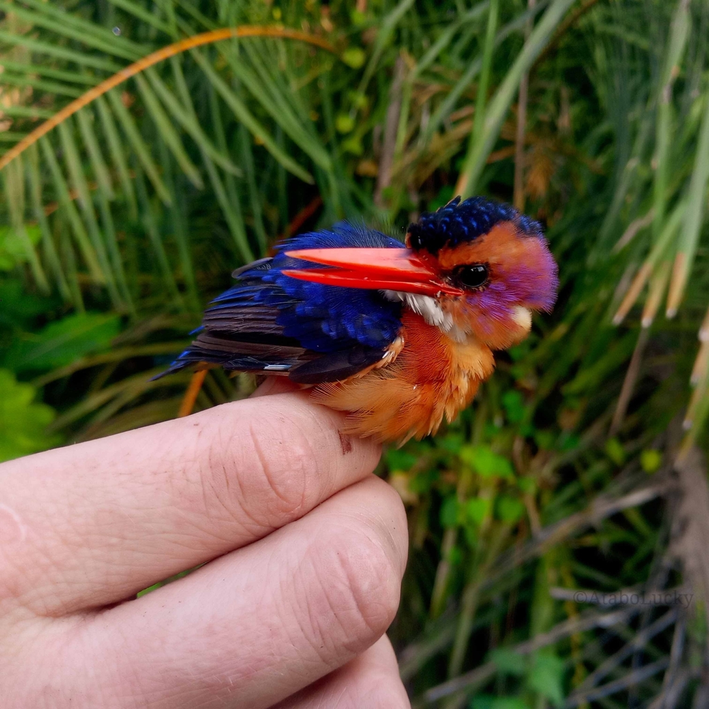 African Pygmy Kingfisher