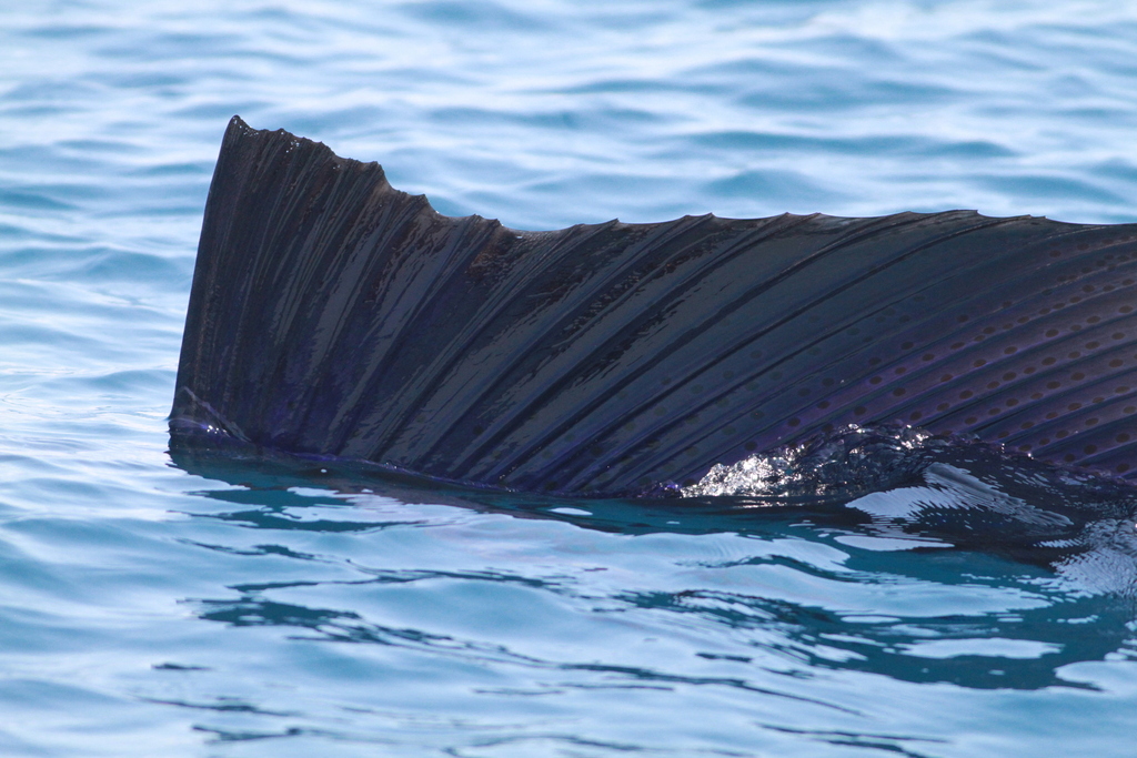 Sailfish reference