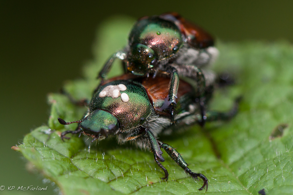 Winsome Fly reference